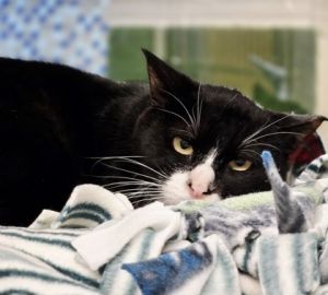 Missy, Adult Female Domestic Short Hair