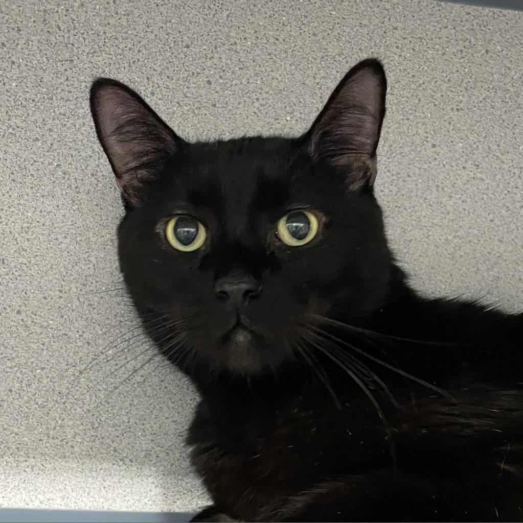 Bounce, an adoptable Domestic Short Hair in Sheridan, WY, 82801 | Photo Image 2