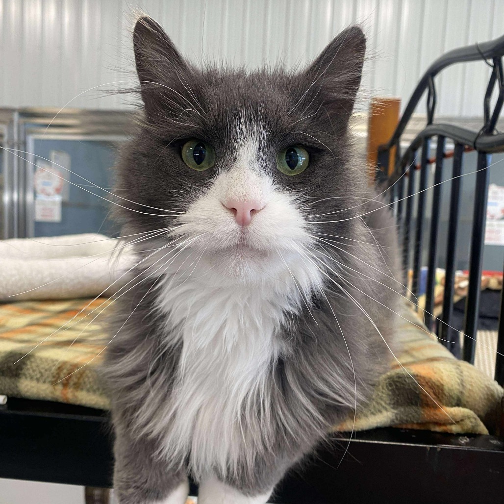 Lennon, an adoptable Domestic Long Hair in Sheridan, WY, 82801 | Photo Image 1