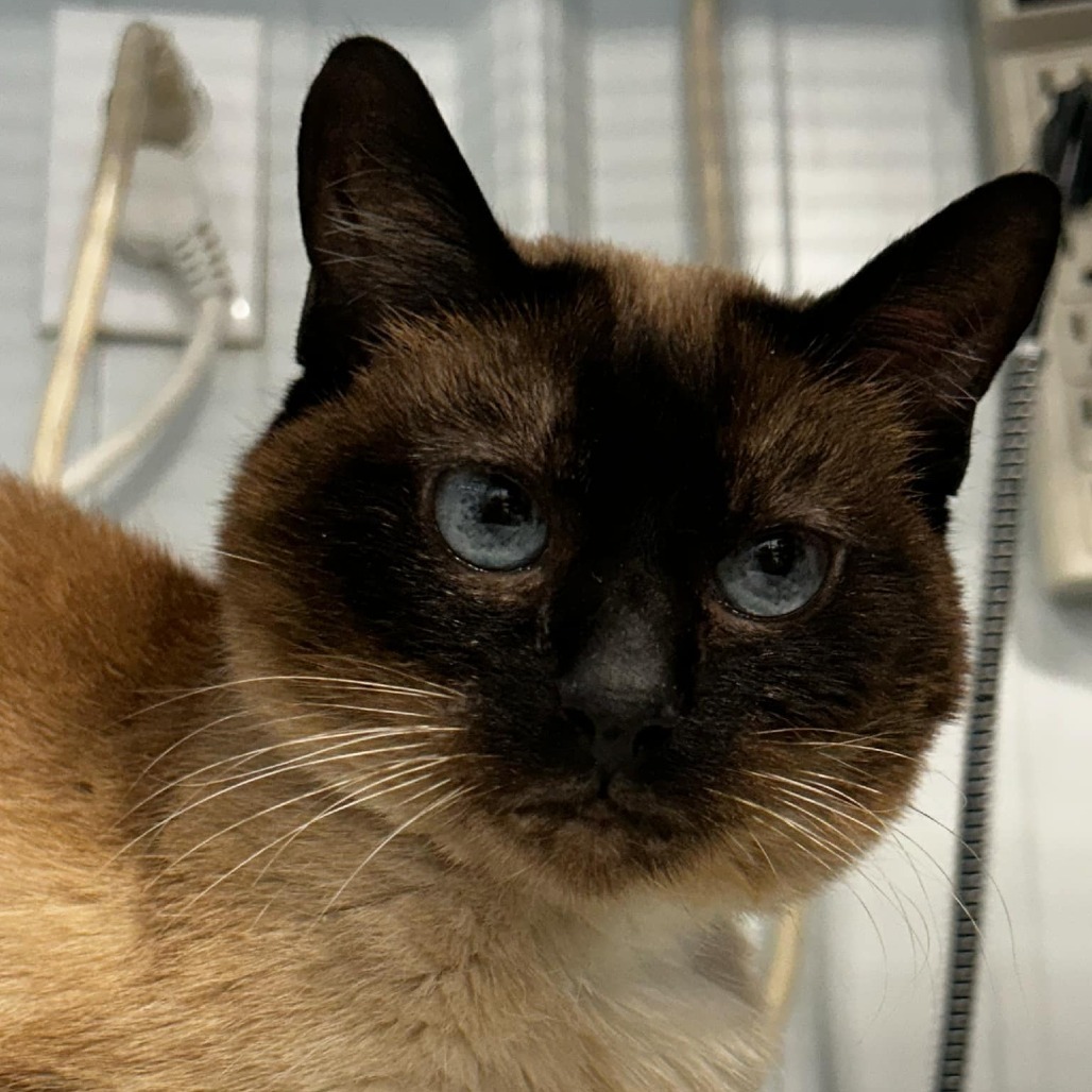 Amoret, an adoptable Domestic Short Hair in Sheridan, WY, 82801 | Photo Image 1
