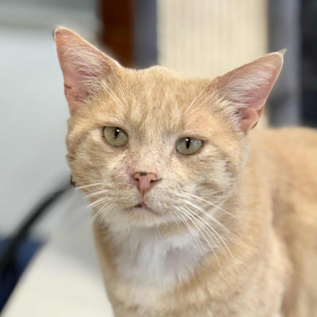 Fleck, an adoptable Domestic Short Hair in Sheridan, WY, 82801 | Photo Image 1