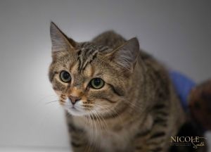 Pixel, Young Male Domestic Short Hair