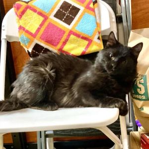 Paris, Adult Male Domestic Medium Hair