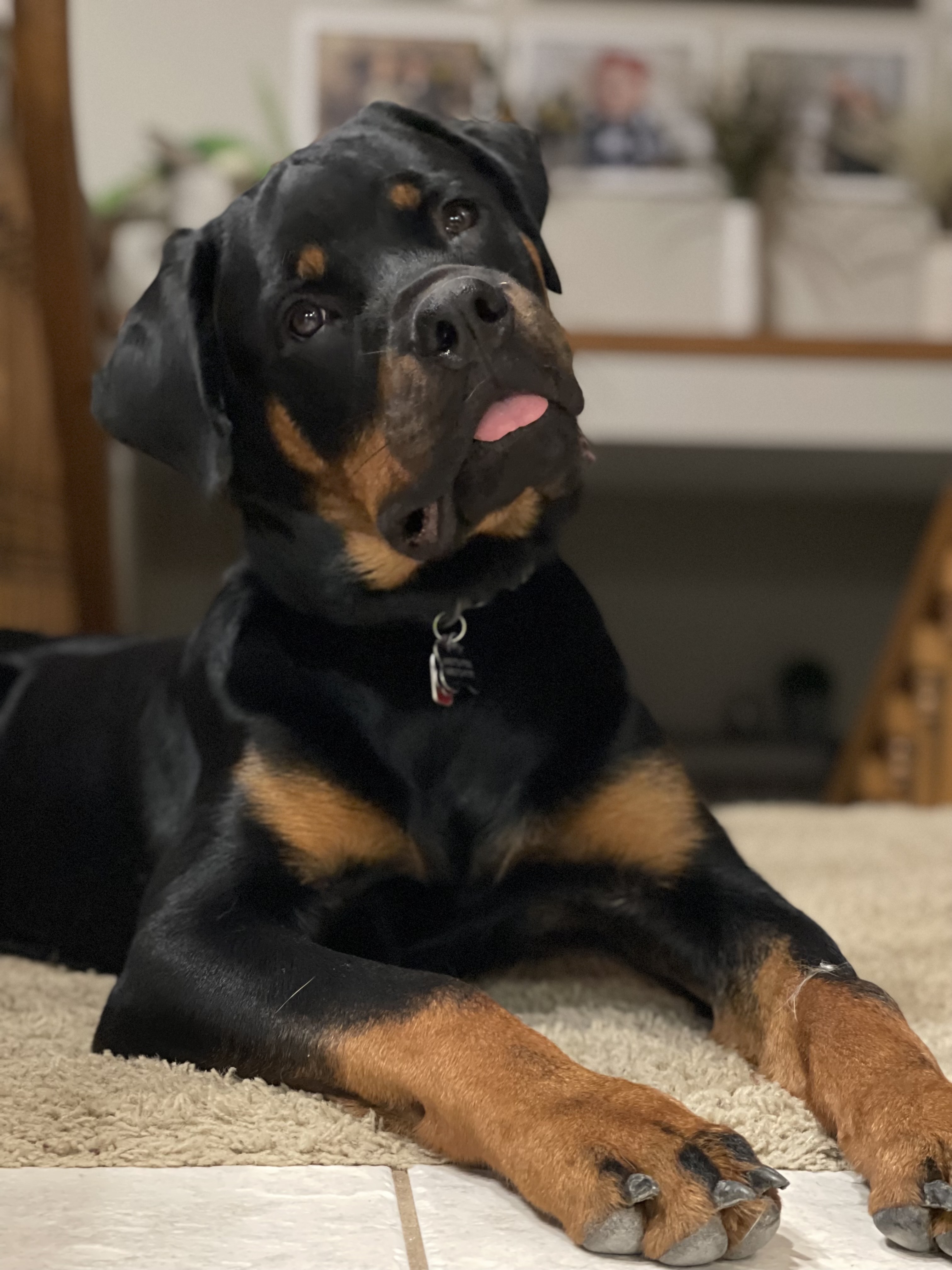 Augie, an adoptable Rottweiler in Lincoln, NE, 68506 | Photo Image 1