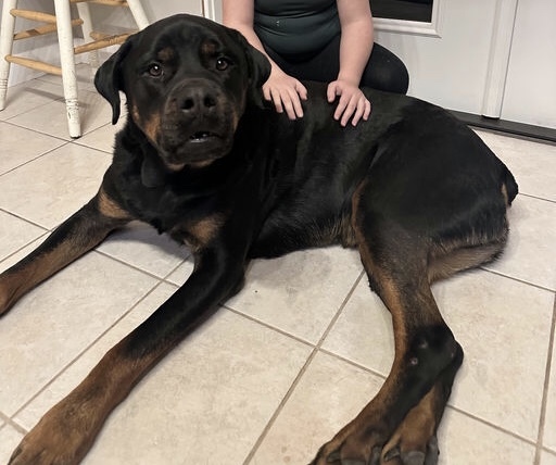 Augie, an adoptable Rottweiler in Lincoln, NE, 68506 | Photo Image 3