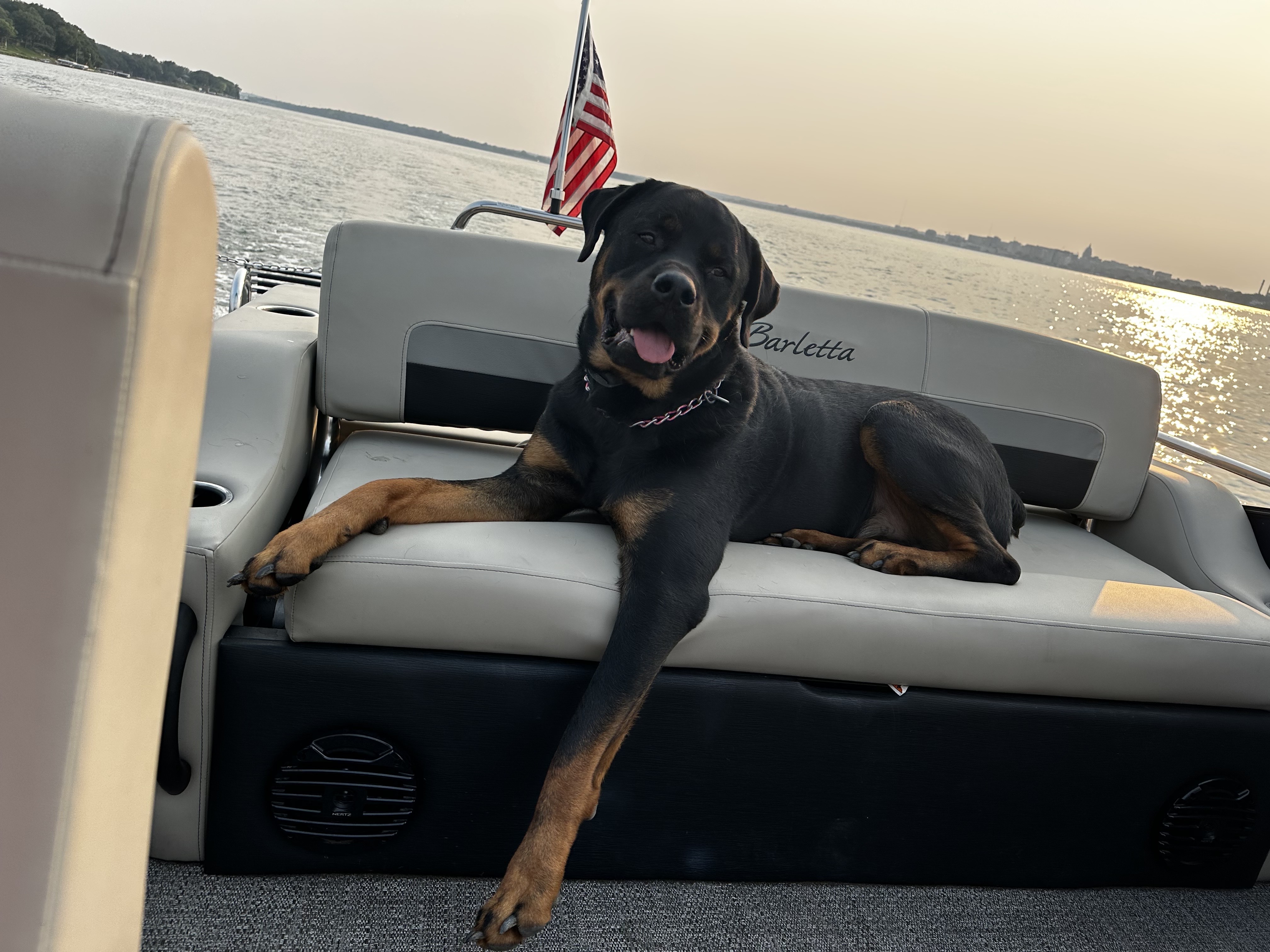 Augie, an adoptable Rottweiler in Lincoln, NE, 68506 | Photo Image 5