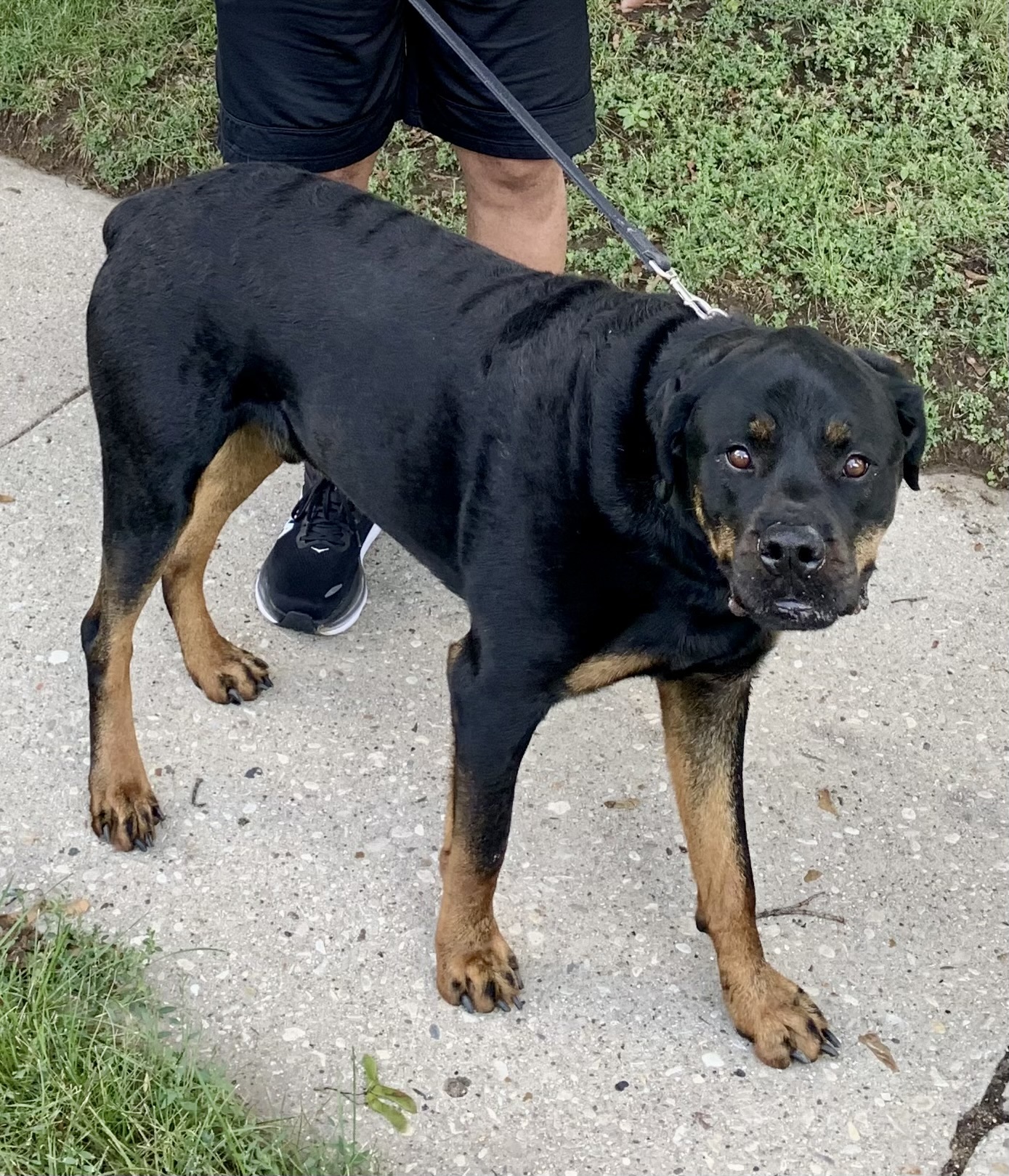 Augie, an adoptable Rottweiler in Lincoln, NE, 68506 | Photo Image 6