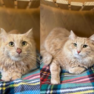 Redding--In Foster, Adult Male Domestic Long Hair