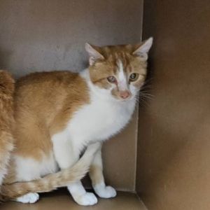Paisley, Adult Female Domestic Short Hair