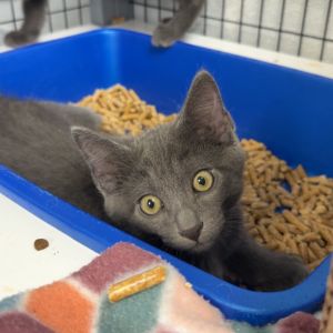 Tim, Baby Male Domestic Medium Hair