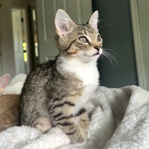 Busan, Baby Female Domestic Short Hair
