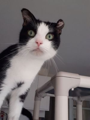Chip, Adult Male Domestic Short Hair