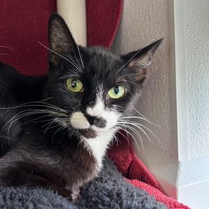Oreo Sundae-$199, Adult Female Domestic Short Hair