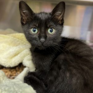 Leap, Baby Male Domestic Short Hair