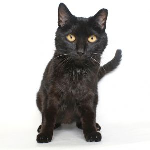 Cake Pop, Senior Female unknown
