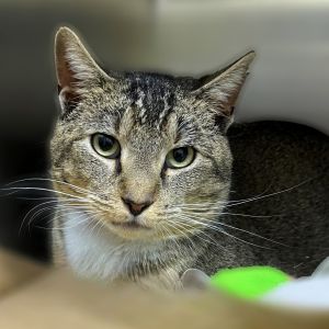 Zephyr, Adult Male unknown