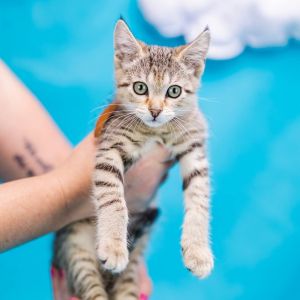 Dolphin-C, Baby Female Domestic Short Hair