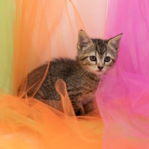 Betty-C, Baby Female Domestic Short Hair