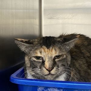 Doodle, Adult Female Domestic Short Hair