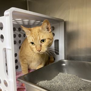 Iris, Adult Female Domestic Short Hair