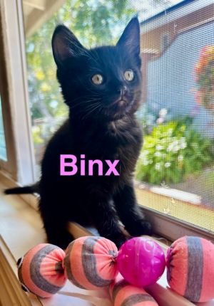 Whitepoint4 Binx, Baby Female Domestic Short Hair