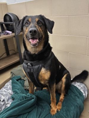 Meet Russell He is described as easygoing friendly gentle and quiet He does great in the car H
