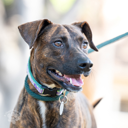 Tamara, an adoptable Rhodesian Ridgeback, Mixed Breed in Honolulu, HI, 96826 | Photo Image 1