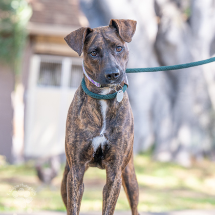 Tamara, an adoptable Rhodesian Ridgeback, Mixed Breed in Honolulu, HI, 96826 | Photo Image 2