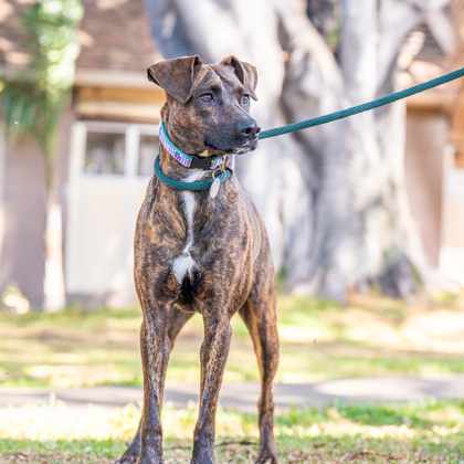 Tamara, an adoptable Rhodesian Ridgeback, Mixed Breed in Honolulu, HI, 96826 | Photo Image 3