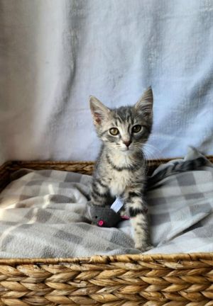 Led Zeppelin, Baby Male Domestic Short Hair