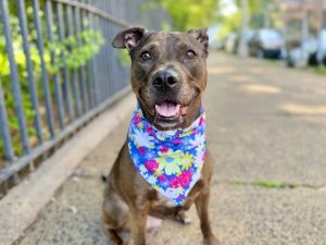 Nina Mixed Breed Dog