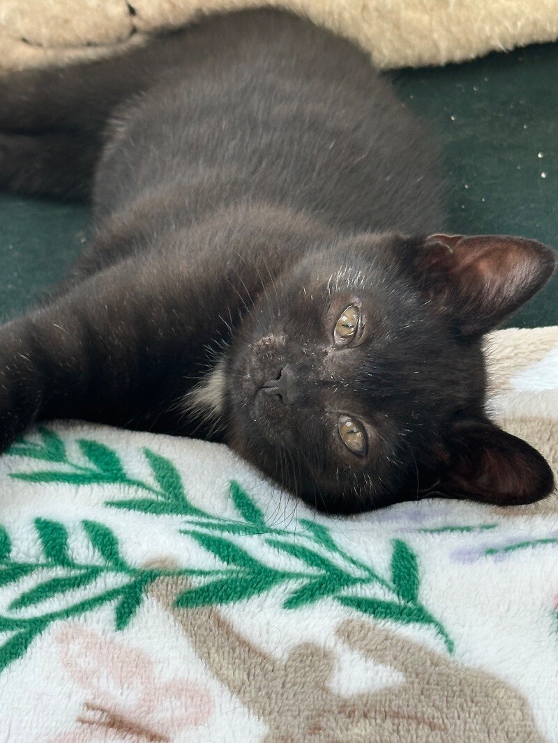 Jett