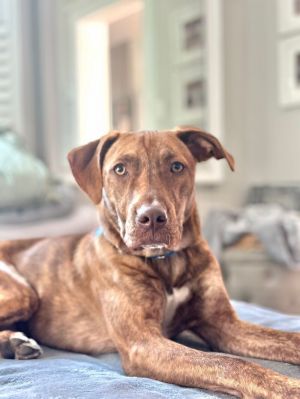 Rover, Adult Male unknown