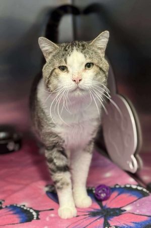 Big Tom, Adult Male Domestic Short Hair