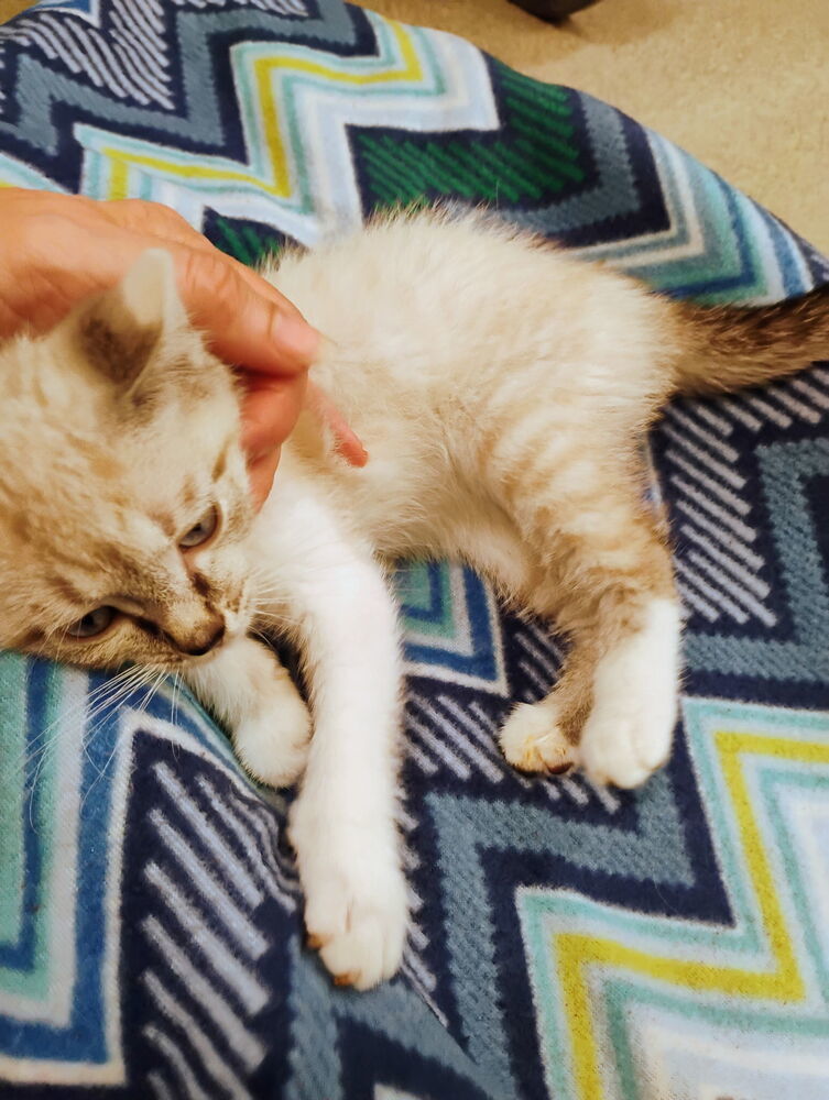 Xena