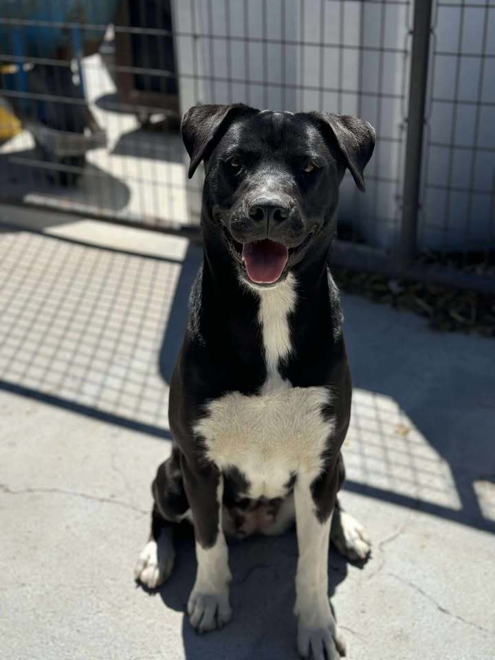Skye, an adoptable Husky, Mastiff in Dillon, MT, 59725 | Photo Image 1