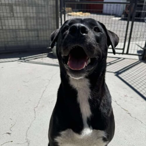 Skye, an adoptable Husky, Mastiff in Dillon, MT, 59725 | Photo Image 2