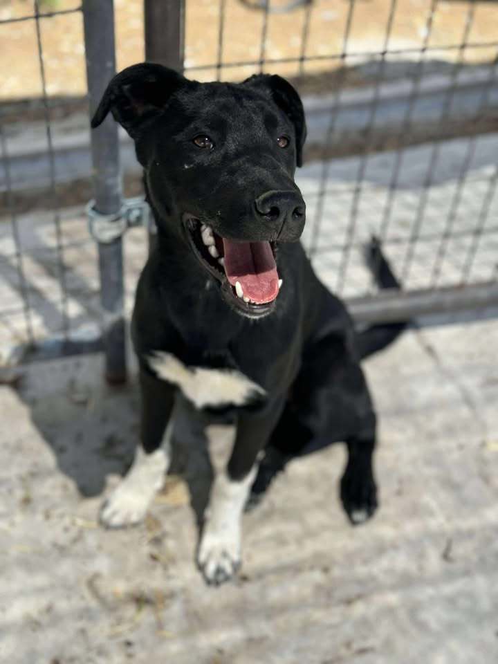 Elsa, an adoptable Husky, Mastiff in Dillon, MT, 59725 | Photo Image 1