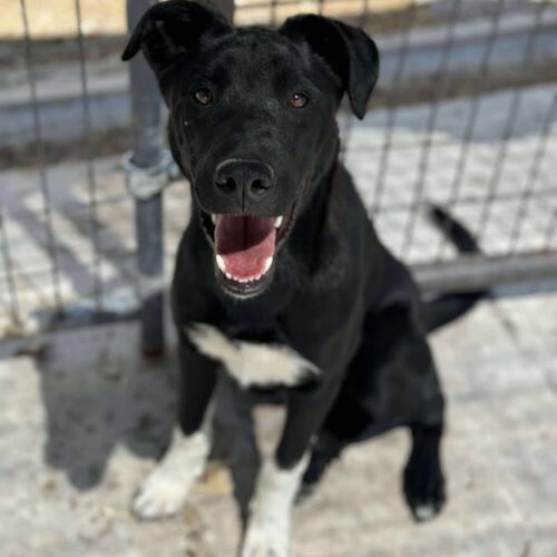 Elsa, an adoptable Husky, Mastiff in Dillon, MT, 59725 | Photo Image 2