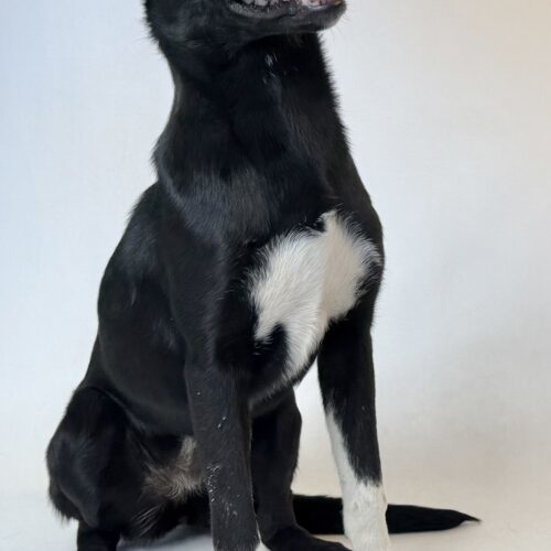 Elsa, an adoptable Husky, Mastiff in Dillon, MT, 59725 | Photo Image 3
