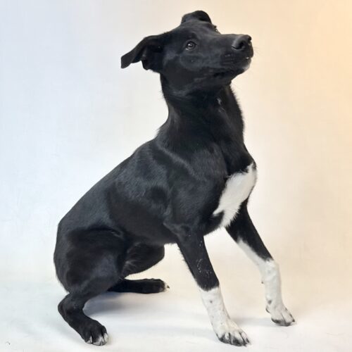 Elsa, an adoptable Husky, Mastiff in Dillon, MT, 59725 | Photo Image 4