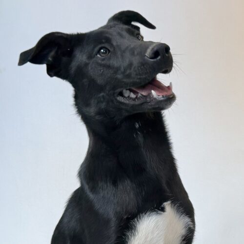 Elsa, an adoptable Husky, Mastiff in Dillon, MT, 59725 | Photo Image 5