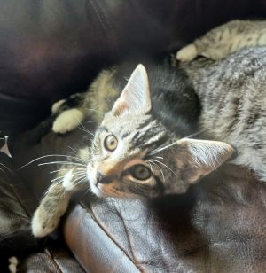 Xander, Adult Male Tabby