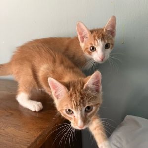 Domino Domestic Short Hair Cat
