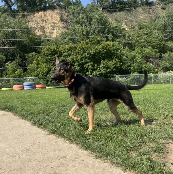 Dakotah