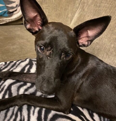 Lilly