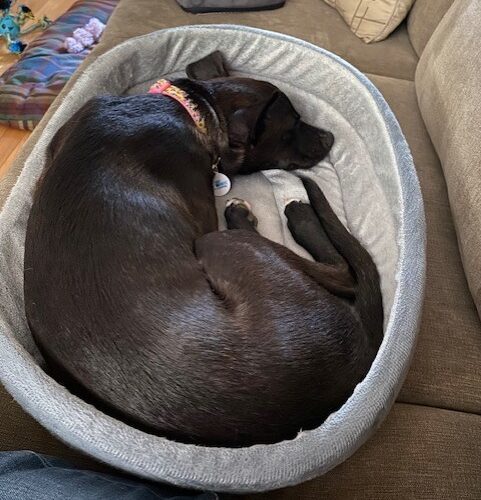 Lilly