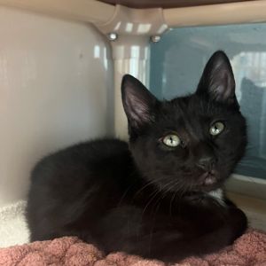 Claritin, Baby Female Domestic Short Hair