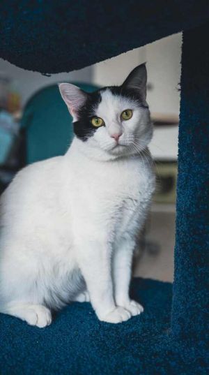 Coast Guard ~Adoption Center Cat~, Adult Male Domestic Short Hair