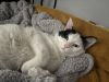 Coast Guard ~Adoption Center Cat~ photo 2
